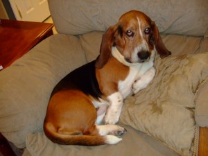 beau_relaxing beau_relaxing