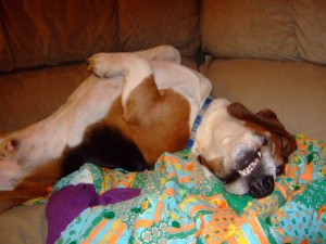 happy_beau happy_beau